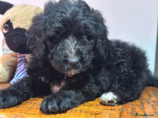 Bernedoodle dogs F1 STANDARD 1500 BERNADOODLE LAST BOYS AVAILABLE - Advert 2