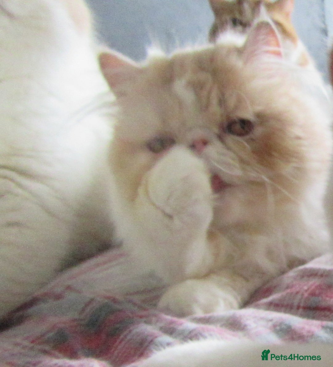 Persian cats for sale: Adorable Pedigree Persian Female Available Now - Image 20
