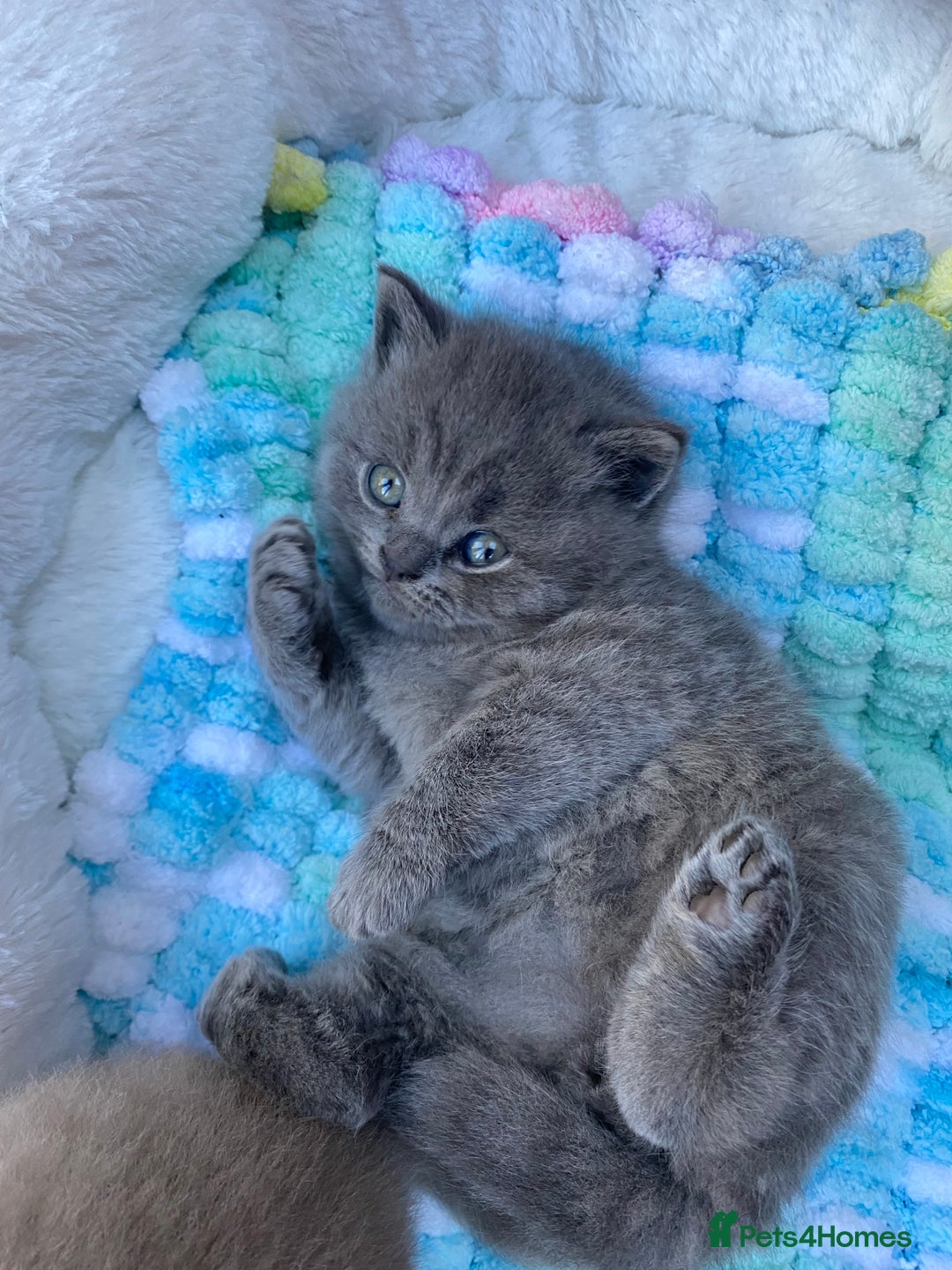 British Shorthair cats for sale: British Shorthair Kittens For Sale - Advert 13