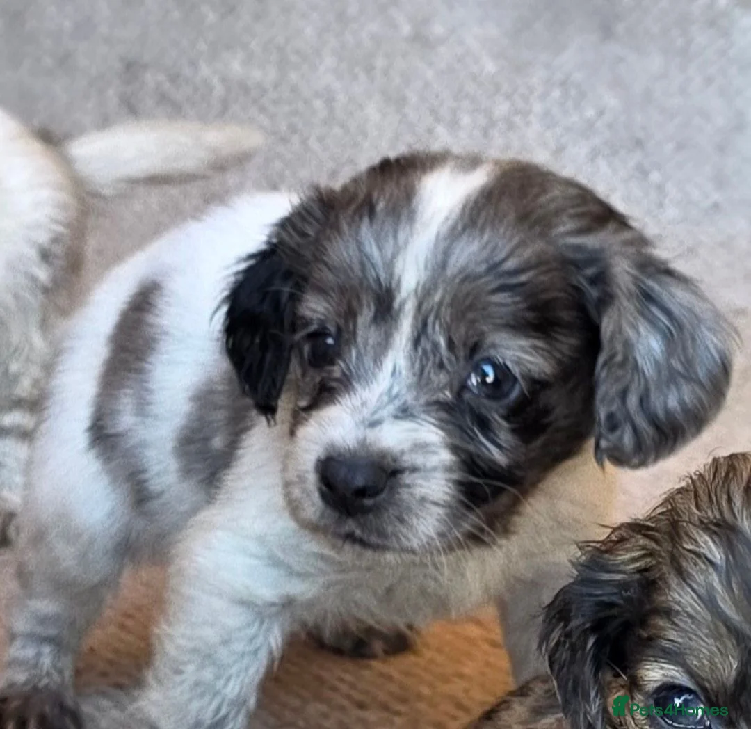 Cocker Spaniel dogs for sale: Working cocker spaniel onlt 2 left - Advert 2