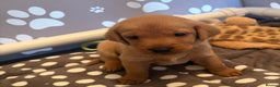Labrador Retriever dogs for sale: Red fox Labrador puppies  - Advert 7