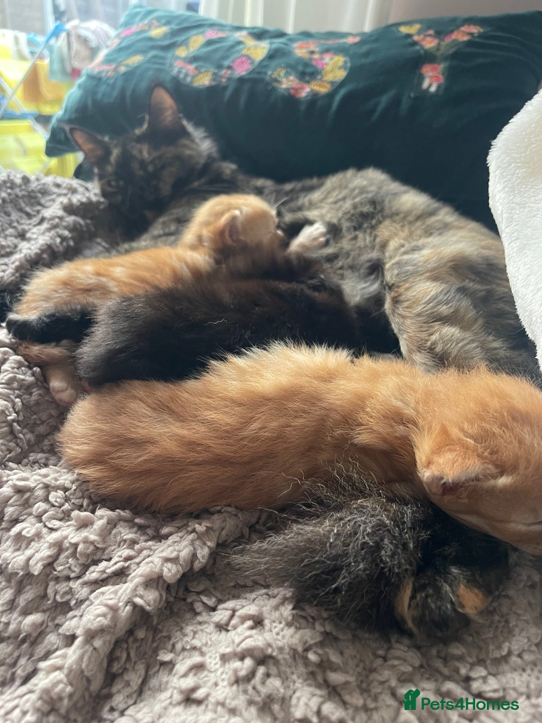 Mixed Breed cats for sale: The Night & Light Litter – 6 Adorable Kittens  - Advert 3