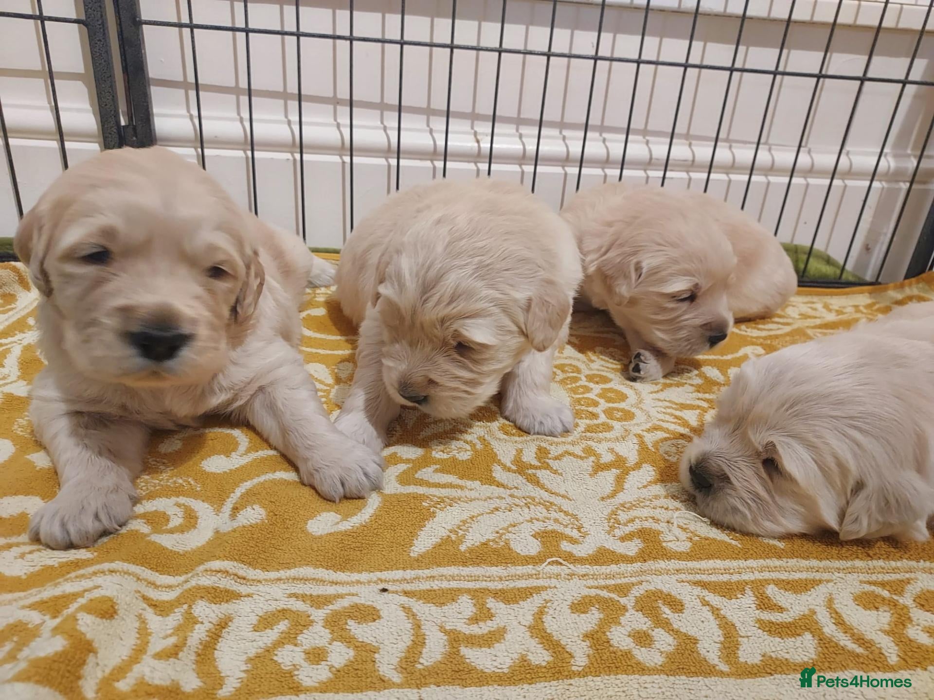 Golden Retriever dogs for sale: Gorgeous puppies  - Advert 6