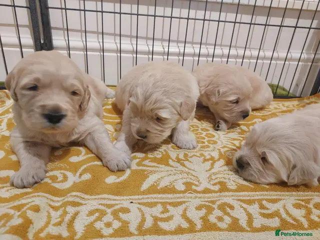 Golden Retriever dogs for sale: Gorgeous puppies - Advert 14