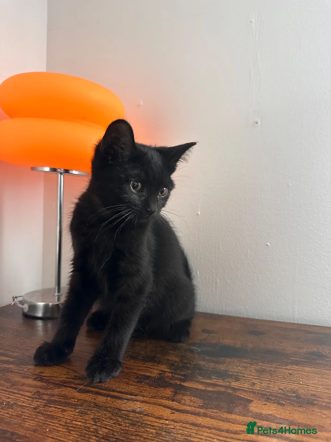 Mixed Breed cats for sale: British short hair mix  in London - Advert 2