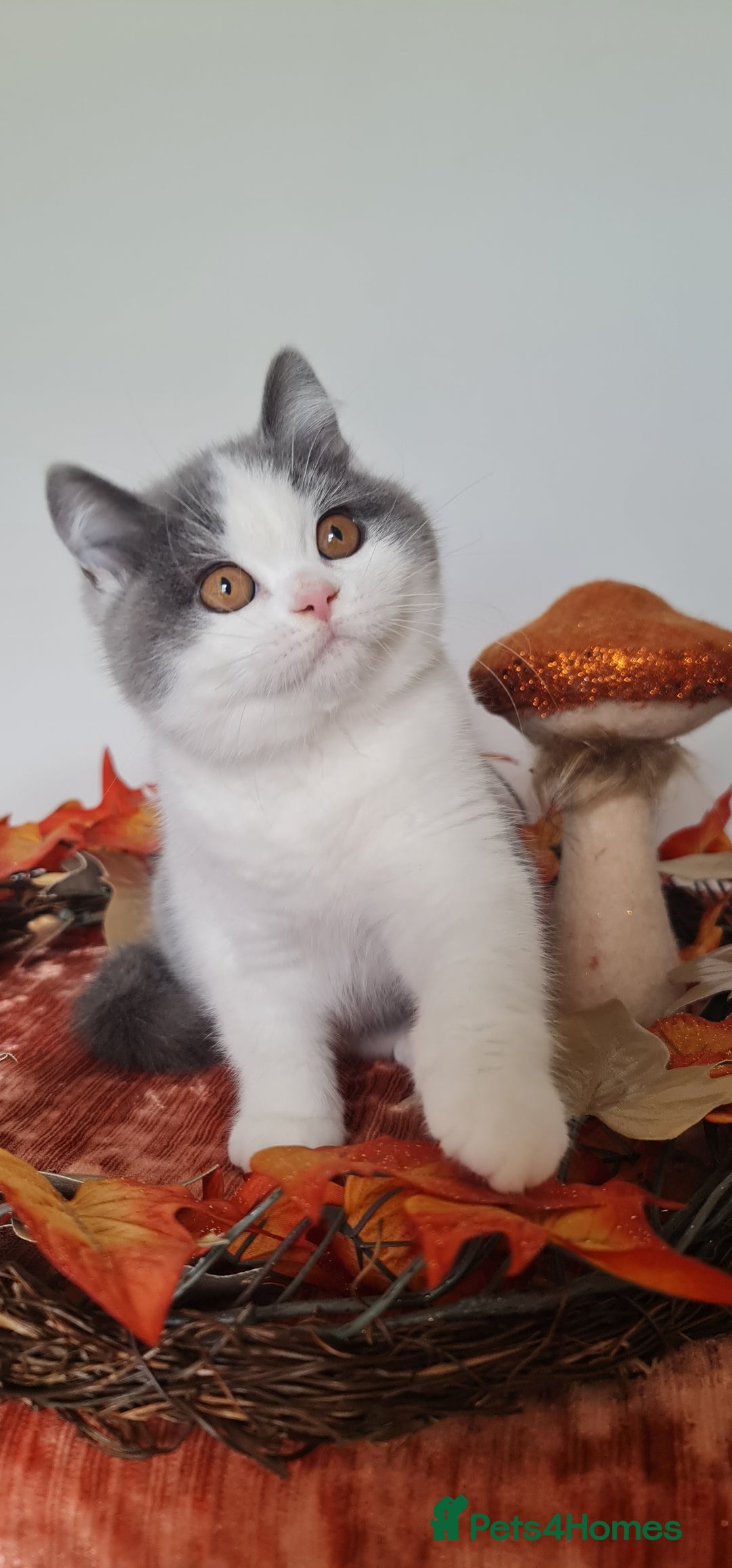 British Shorthair cats for sale: CHAMPION SIRED GCCF REG BLUE BI BSH MALE KITTEN - Image 3