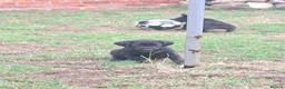 Labrador Retriever dogs for sale: Lab pups  in Lincoln - Advert 10