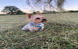 Yorkshire Terrier dogs for stud: Billy Boy  - Image 22