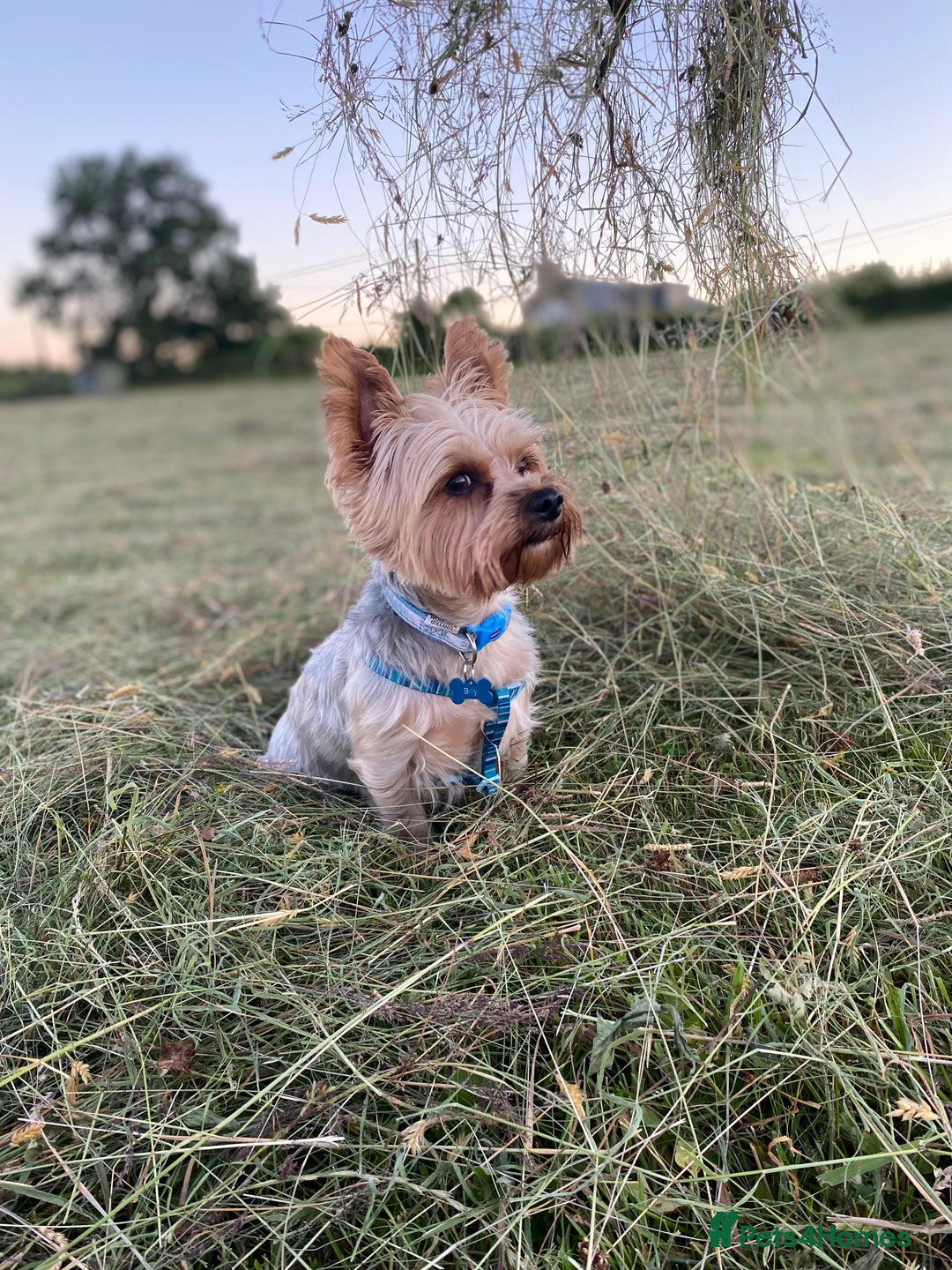 Yorkshire Terrier dogs for stud: Billy Boy  - Image 22