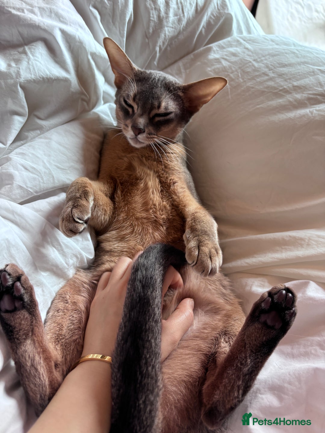Abyssinian cats for sale: Male Abyssinian Cat Looking for a Loving New Home - Image 5