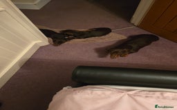 Dachshund dogs for sale: Loverly dauchound - Image 1