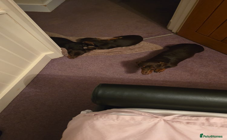 Dachshund dogs - Advert 3