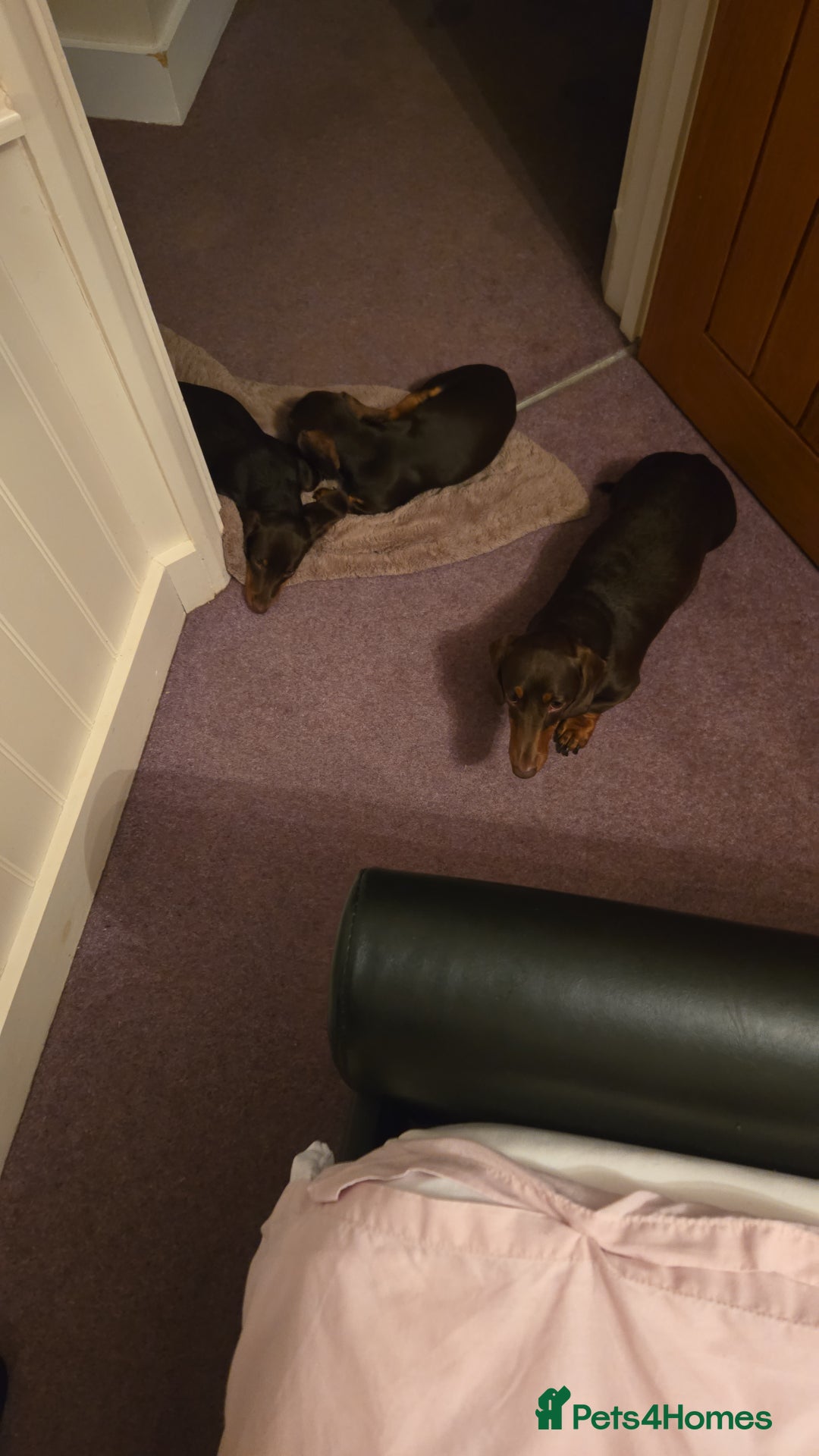 Dachshund dogs for sale: Loverly dauchound - Image 1