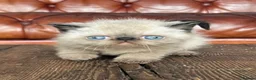 Exotic cats for sale: Last Remaining  Exotic Shorthair Kitten - Advert 8