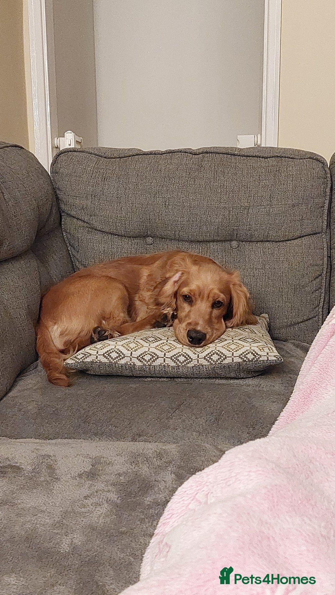 Cocker Spaniel dogs for sale: Our lovely Mina - Image 5