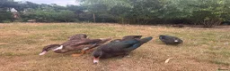 Ducks poultry for sale: Muscovy Ducks for sale - Male & Female - Advert 6