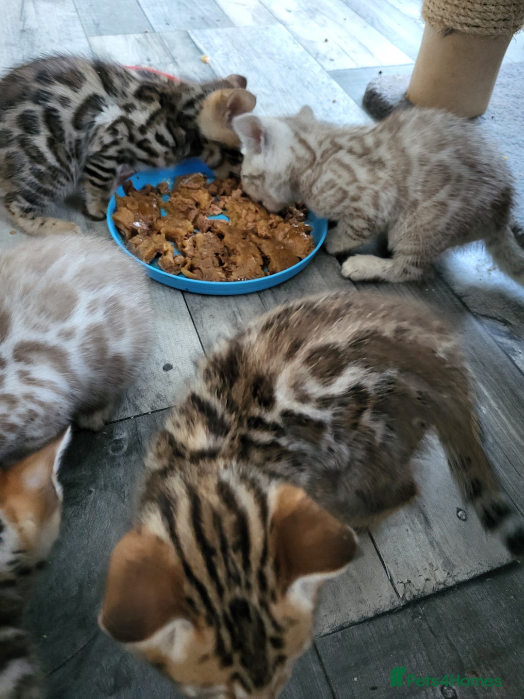 Bengal cats for sale: 7 Beautiful kittens are looking for a forever home - Image 15