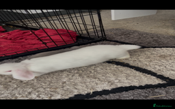 Mini Lion Lop rabbits for sale: 3 female dwarf one female mini lip  - Image 12