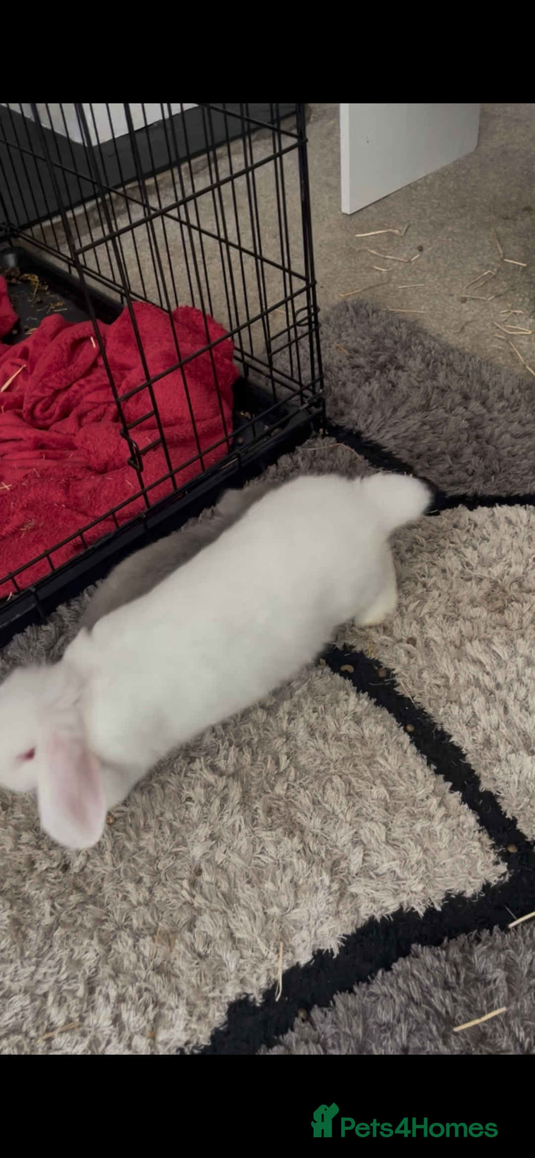 Mini Lion Lop rabbits for sale: 3 female dwarf one female mini lip  - Image 12