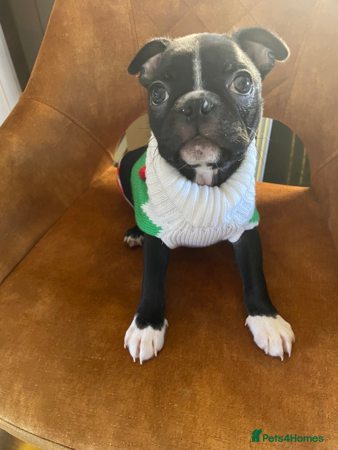 Boston Terrier dogs for sale: 🏡 Ready to Welcome waildax Volk Into Your Home? - Advert 4