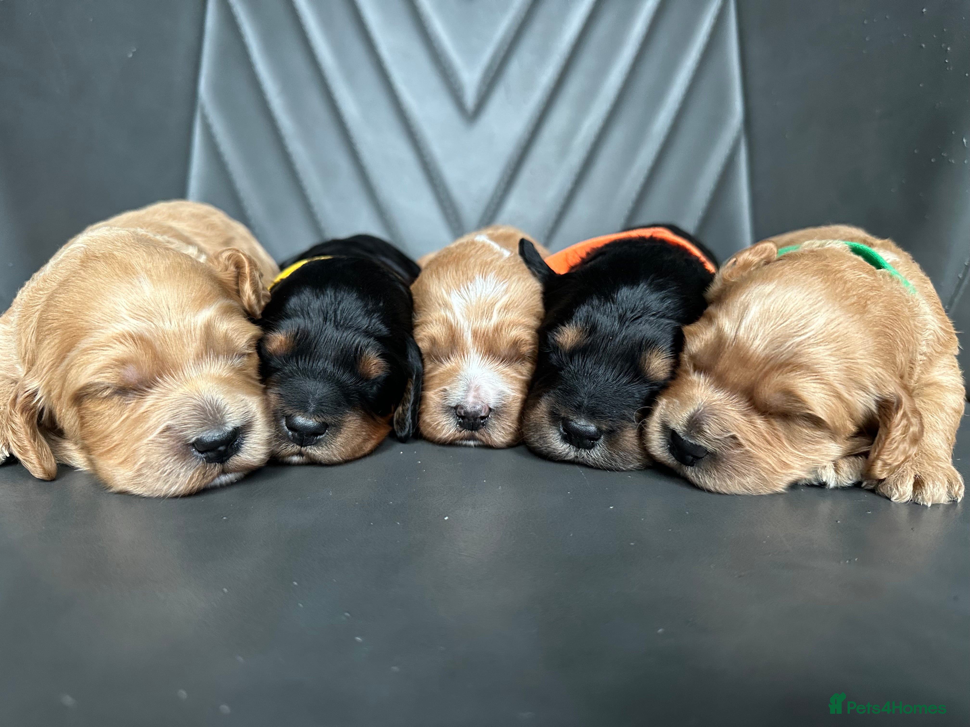 Cockapoo dogs 🌟 Stunning F1 Cockapoo Puppies 🌟  - Advert 18