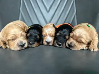 Cockapoo dogs 🌟 Stunning F1 Cockapoo Puppies 🌟 - Advert 18