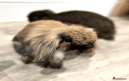 Mixed Breed rabbits for sale: 2 x Bonded Mini Lop X Lionhead Rabbits  - Image 16