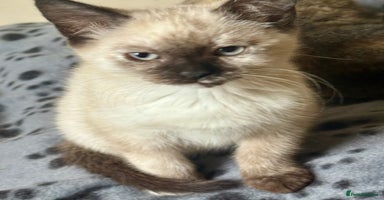 Ragdoll cats - Advert 12