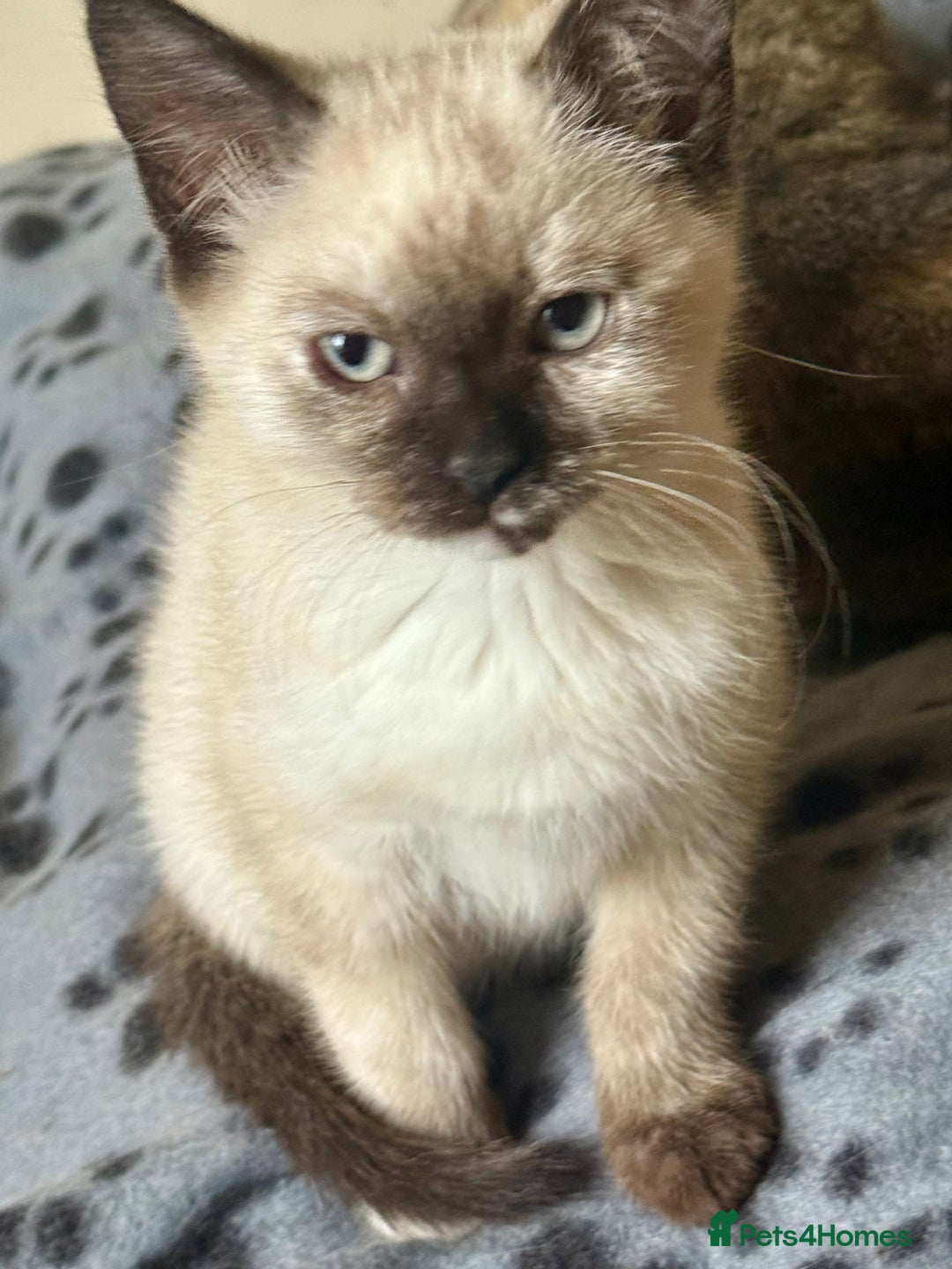 Ragdoll cats for sale: ADORABLE RAGDOLL POLYDACTYL KITTENS - READY NOW - Image 2