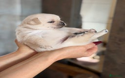 Mixed Breed dogs for sale: Adorable Pug x Pomeranian Puppies  - Image 28