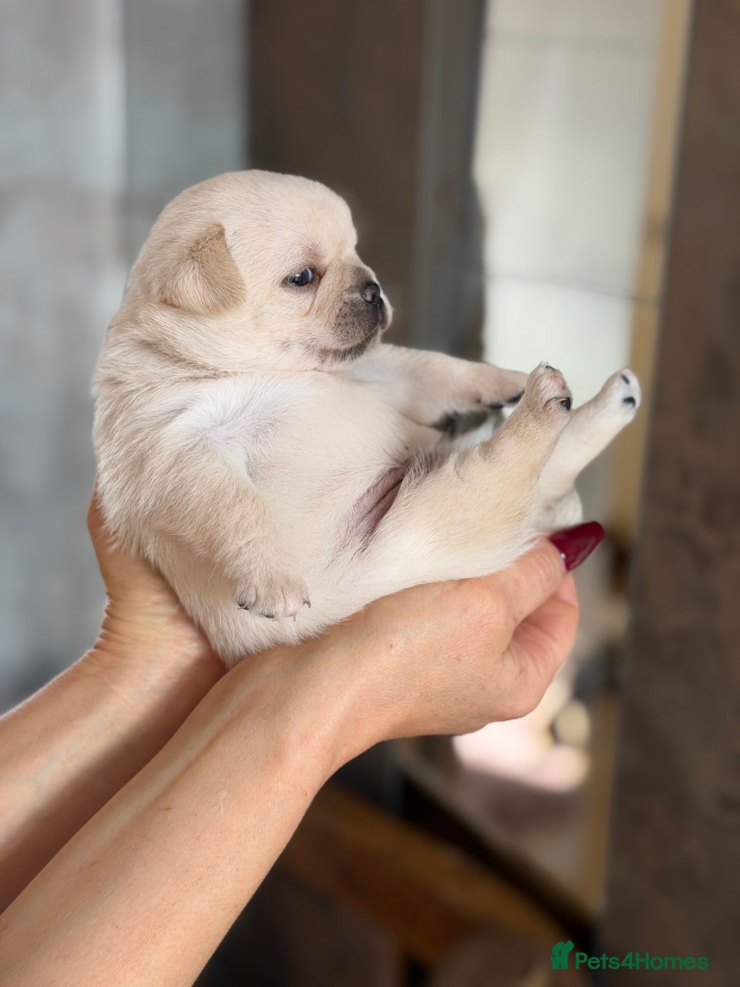 Mixed Breed dogs for sale: Adorable Pug x Pomeranian Puppies  - Image 28