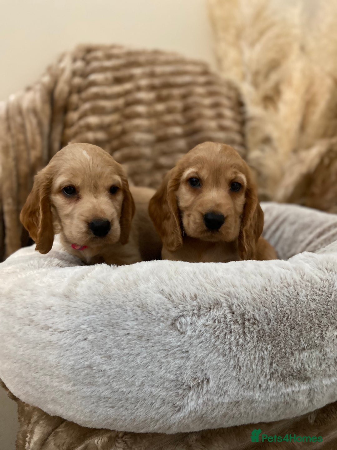 Cocker Spaniel dogs for sale: Show type cocker spaniels  - Image 4