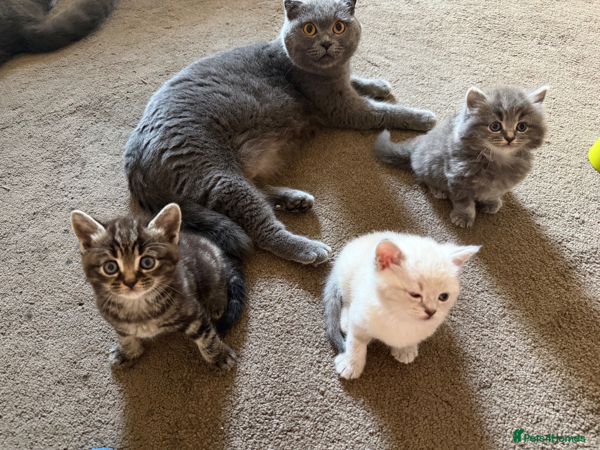 Scottish Fold cats Scottish Fold Kittens Available 🐾🖤 - Advert 6
