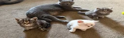 Scottish Fold cats for sale: Scottish Fold Kittens Available 🐾🖤 - Advert 1