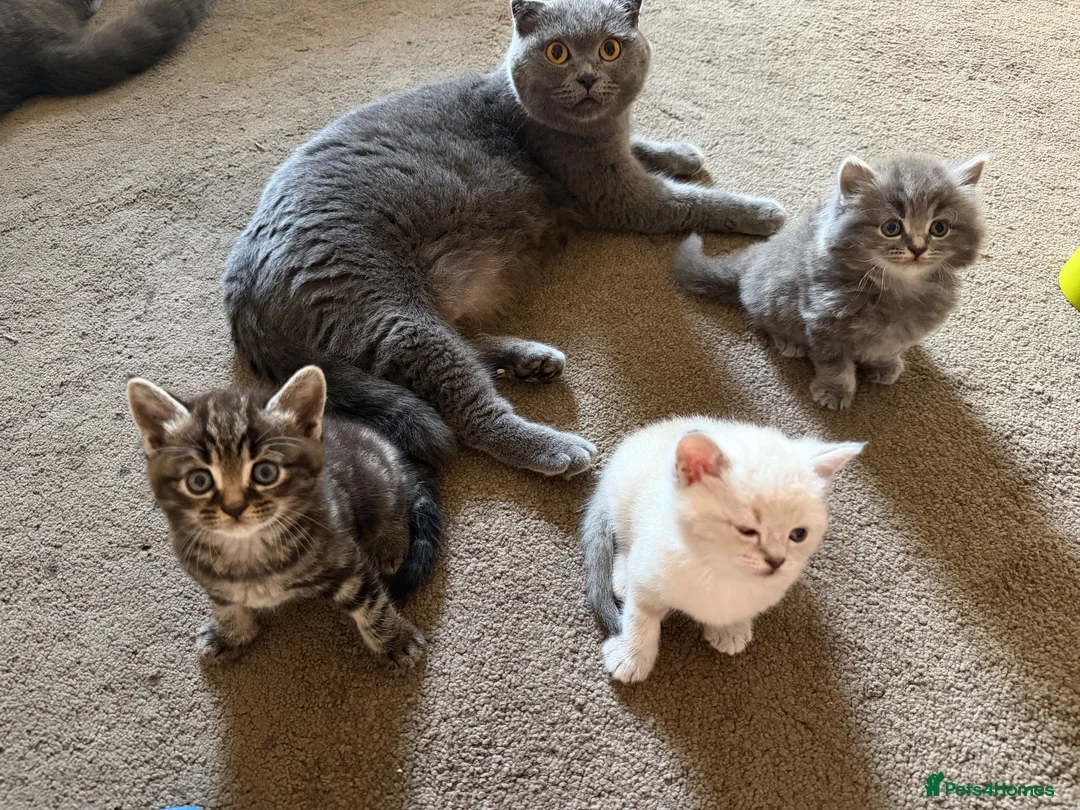 Scottish Fold cats for sale: Scottish Fold Kittens Available 🐾🖤 - Advert 1
