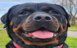 Rottweiler dogs for sale: KC chunky rottweiler puppies - Advert 4