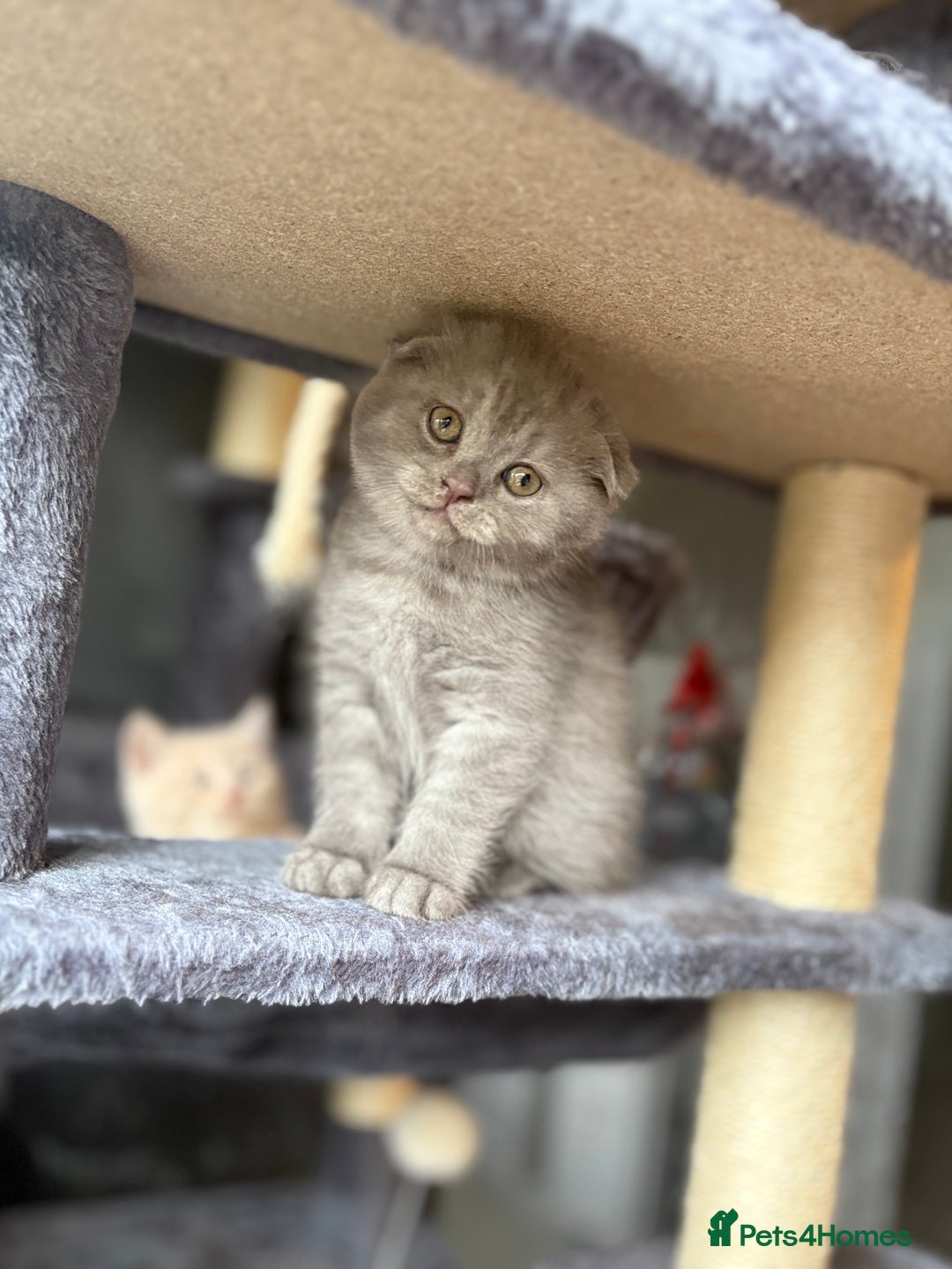 Scottish Fold cats for sale: Last Scottish Fold left - Advert 1