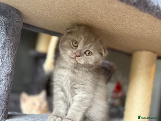 Scottish Fold cats Last Scottish Fold left - Advert 1
