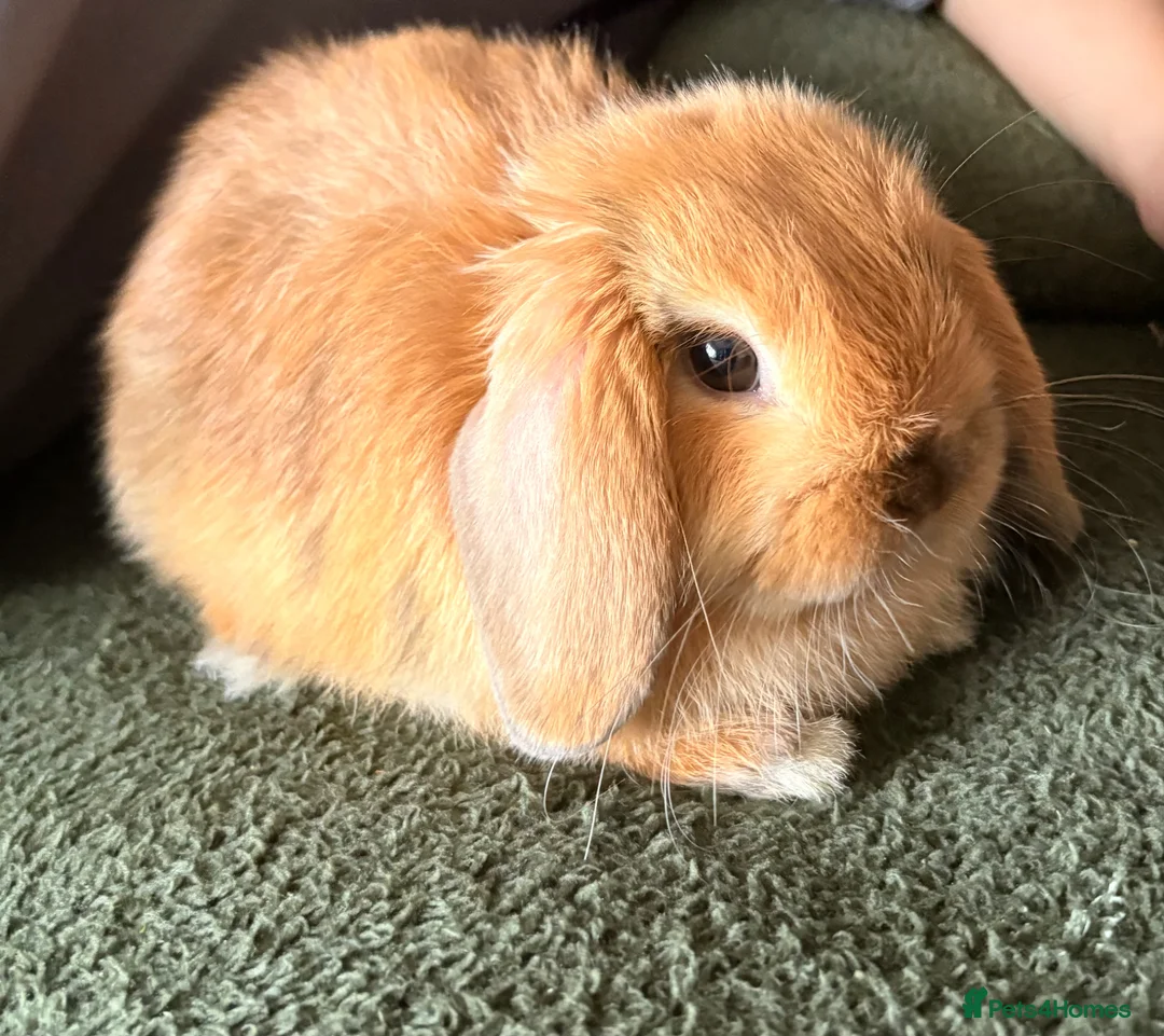 Mini Lop rabbits for sale: Mini Lop  - Advert 2