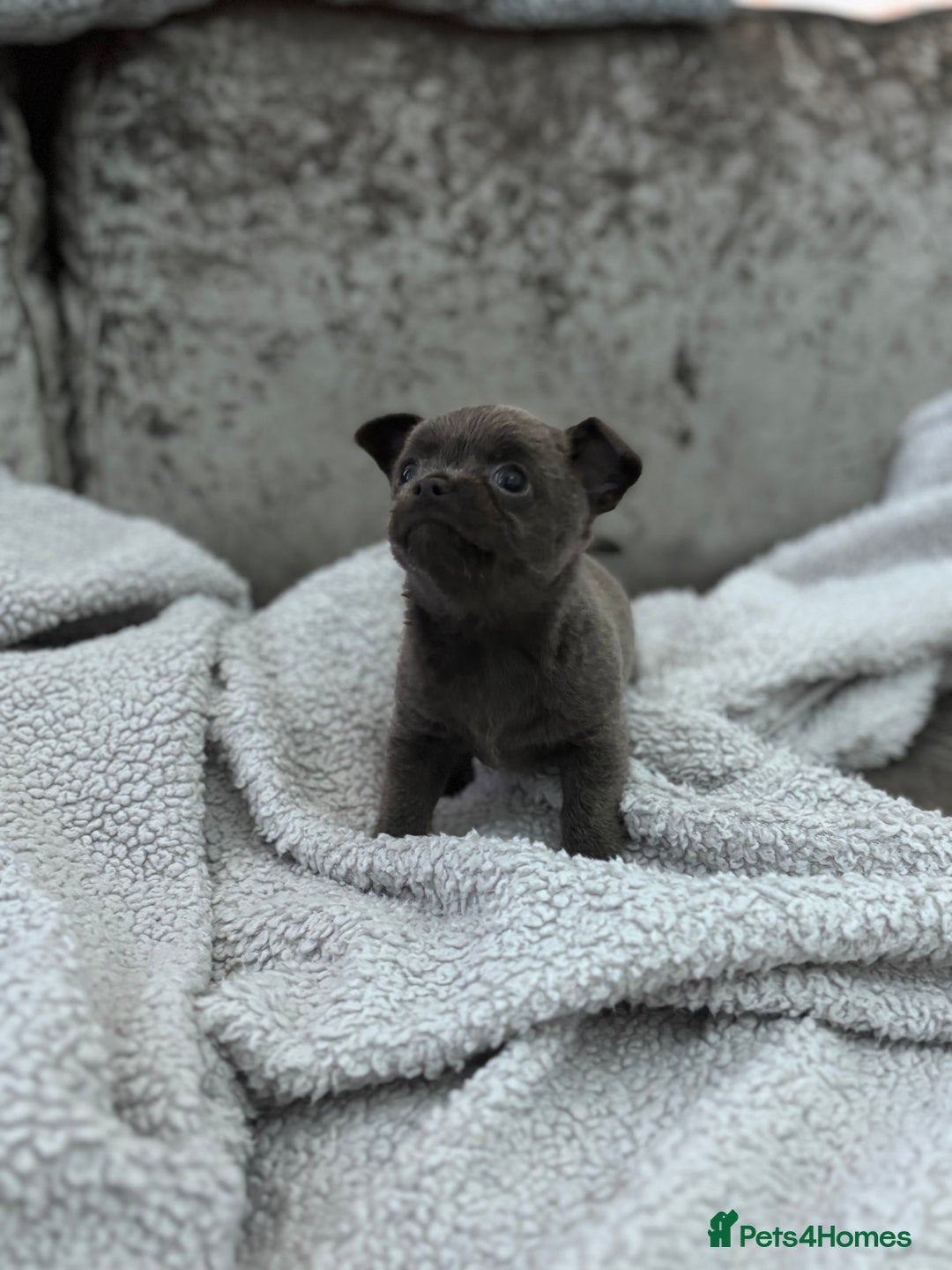 Chihuahua dogs for sale: KCREG Long/Shorthair chihuahua Champ/russian Lines - Advert 10