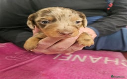 Miniature Dachshund dogs for sale: Miniature dashunds  - Image 23