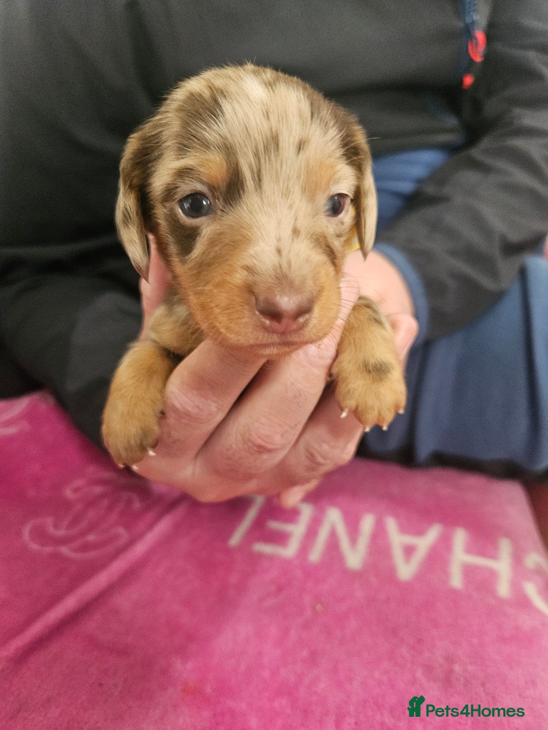 Miniature Dachshund dogs for sale: Miniature dashunds  - Image 23