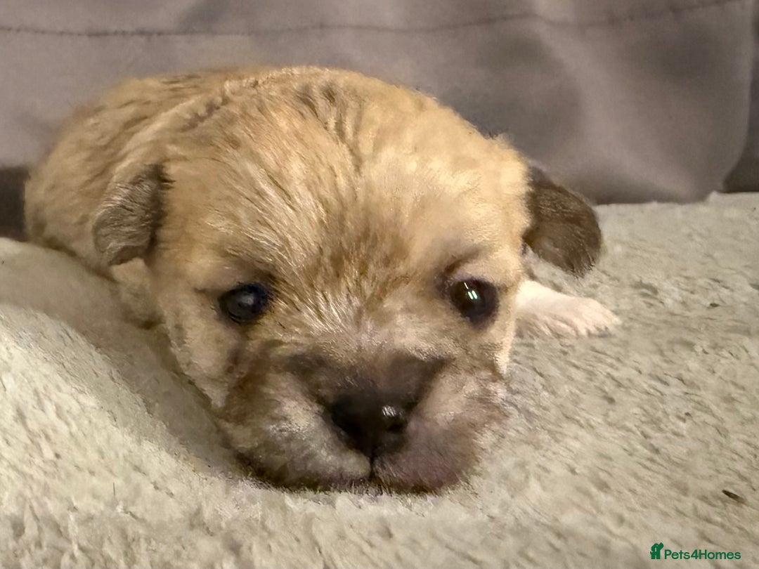 Mixed Breed dogs for sale: Malchi Puppies Looking for Their Forever Homes  - Image 4