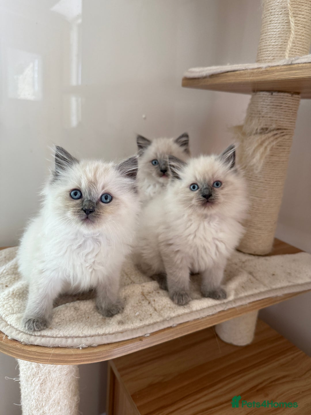 Ragdoll cats for sale: Gorgeous fluffy and friendly kittens  - Image 2