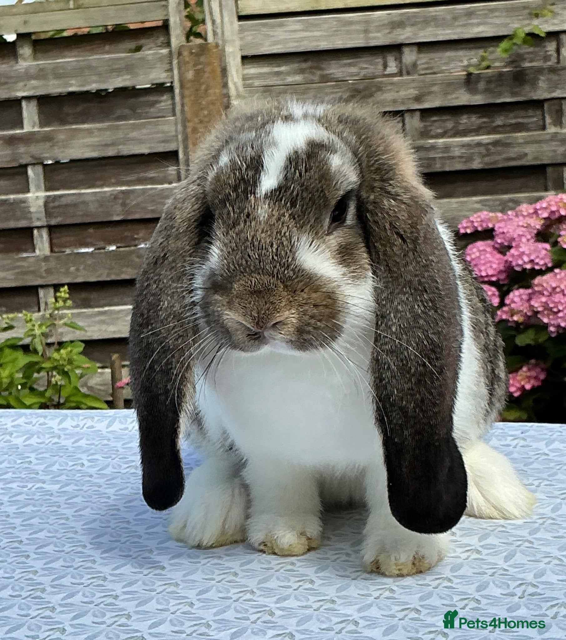 French Lop rabbits French Lop Babies ready to leave now - Advert 2