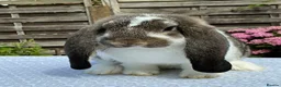 French Lop rabbits for sale: French Lop Babies ready to leave now - Advert 1