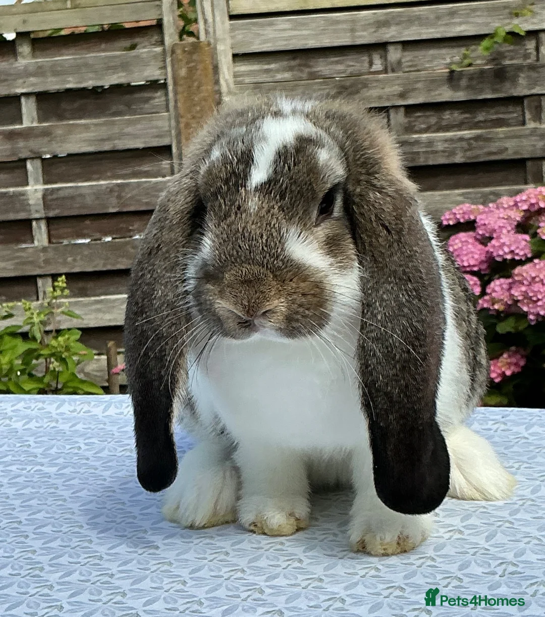 French Lop rabbits for sale: French Lop Babies ready to leave now - Advert 1