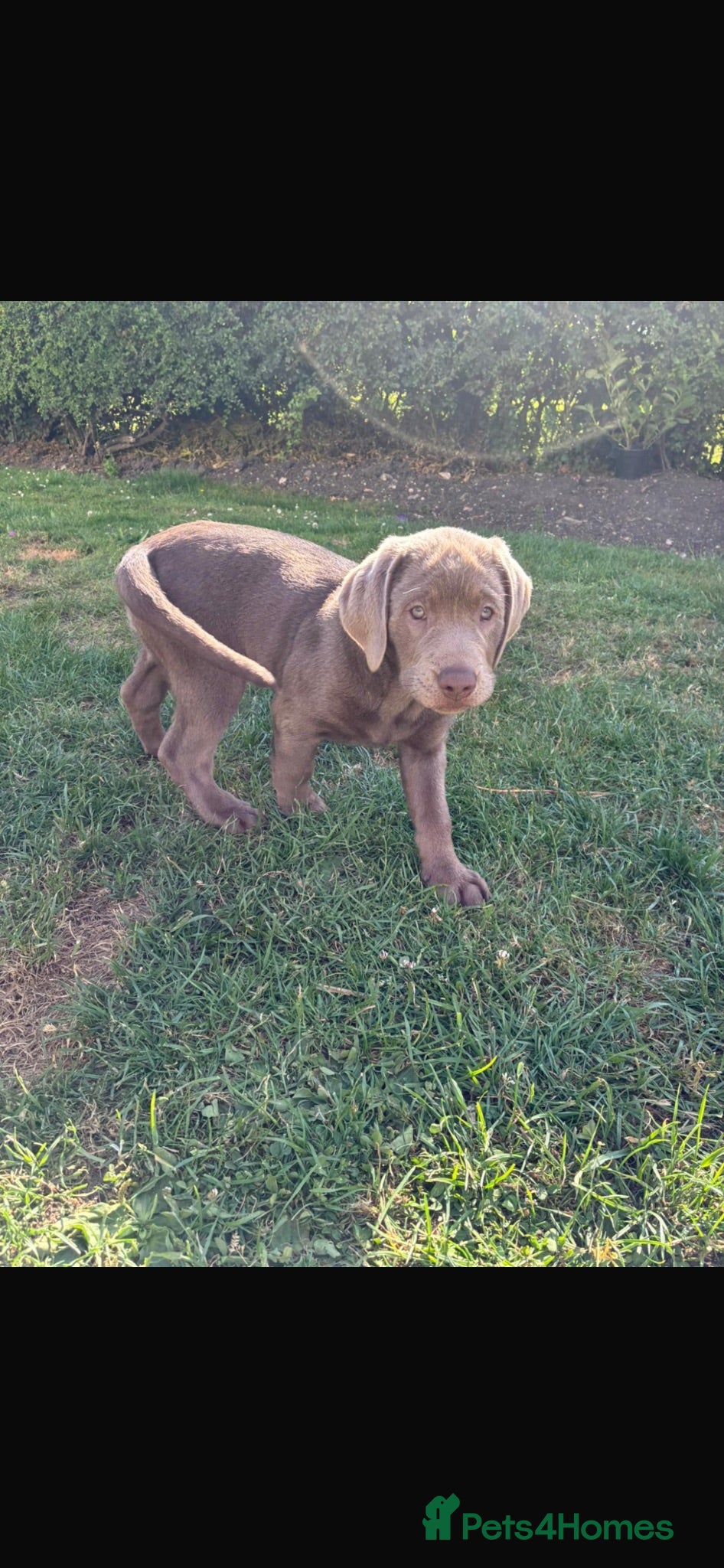 Labrador Retriever dogs Gorgeous Silver Labrador - Ready to leave!  - Advert 1