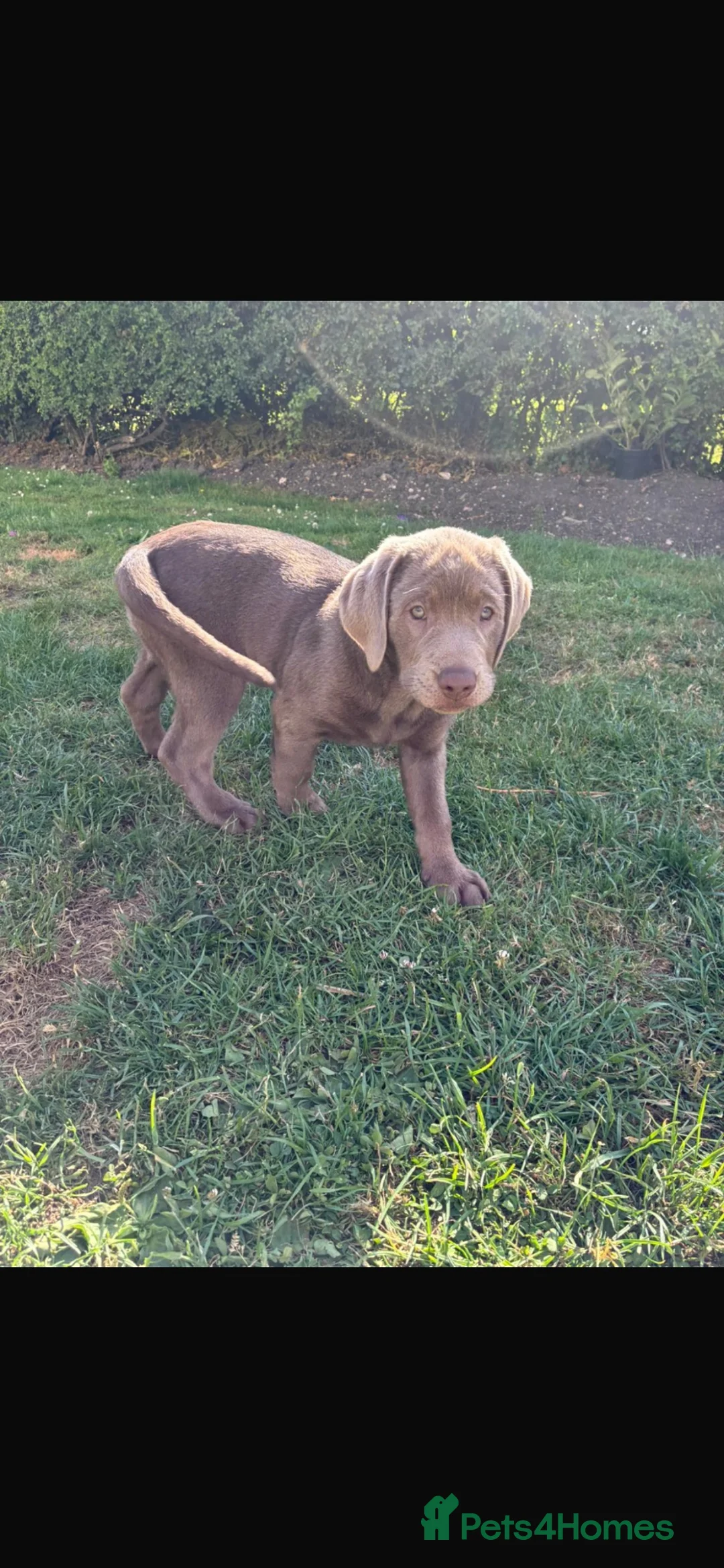 Labrador Retriever dogs for sale: Gorgeous Silver Labrador - Ready to leave!  - Advert 1