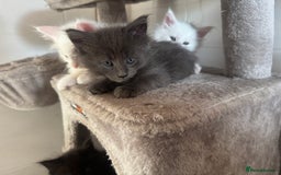 Maine Coon cats for sale: 2 Mainecoon pedigree kitten - Image 15